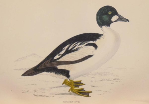 Hand coloured antique bird print from 1888 titled Golden Eye. The prints where done by the Reverend F O Morris.