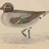 Hand coloured antique bird print from 1888 titled Teal. The prints where done by the Reverend F O Morris.