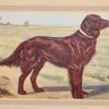 Vintage print of an Irish Red Setter after P Mahler, a chromolithograph from 1938.