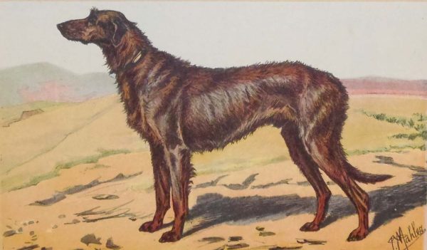 Vintage print of an Irish Wolfhound after P Malher, a chromolithograph from 1938.