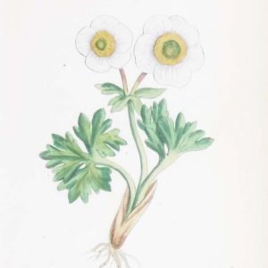 Ranunculus Glacialis & Ranunculus Sequieri a pair of antique botanical prints published in 1872.