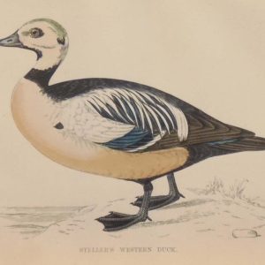 Hand coloured antique bird print from 1888 titled Stellers Western Duck. The prints where done by the Reverend F O Morris.