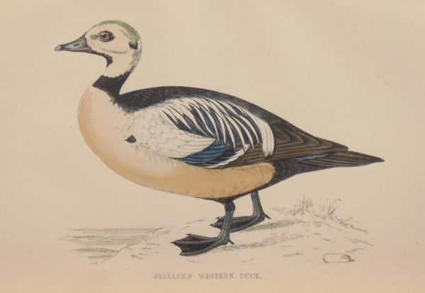 Hand coloured antique bird print from 1888 titled Stellers Western Duck. The prints where done by the Reverend F O Morris.