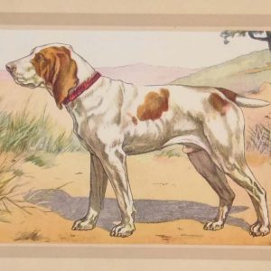 Vintage print of a Bracco Italiano after F Castellan, a chromolithograph from 1938. The print was produced in France and is titled Le Braque Italien.