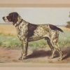 Vintage print of a Braque Francais after Castellan, a chromolithograph from 1938. The print was produced in France and is titled Le Braque Francais.