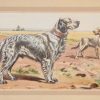 Vintage print of an English Setter after P Mahler, a chromolithograph from 1938. The print was produced in France and is titled Le Setter Anglais.