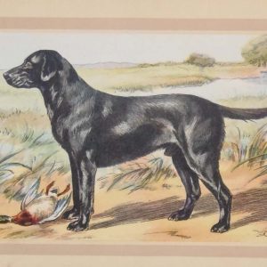 Vintage print of a Labrador after F Castellan, a chromolithograph from 1938. The print was produced in France and is titled Le Labrador.