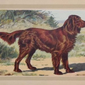 Vintage print of a pair of a German Spaniel after P Mahler, a chromolithograph from 1938. The print was produced in France and is titled L'épagneul Allemand.