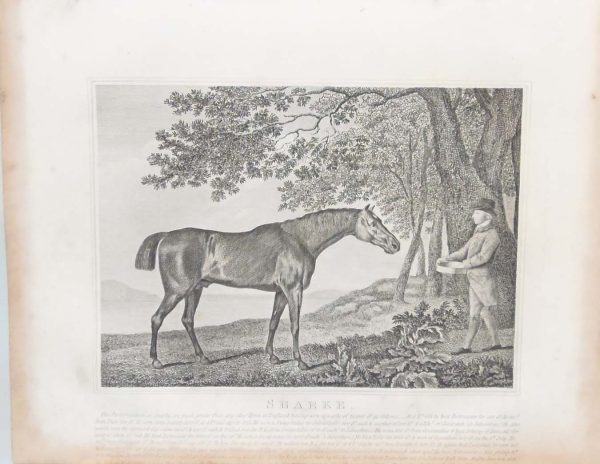 Antique print an engraving of Sharke the famous racehorse after the painting by George Stubbs. The print has Sharkes history underneath mentioning he won over 20,000 guineas.