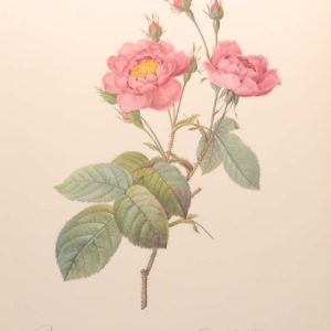 Beautiful vintage botanical print after the legendary painter of Roses, P J Redouté, titled, Rosa Centifolia Anemonoides, Rosier Cent-feuilles Anemone.