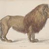 Pair of antique prints, hand coloured from the 1840's after William Jardine. They are titled, Felis Leo- Lion Felis Leo Fem- Lioness