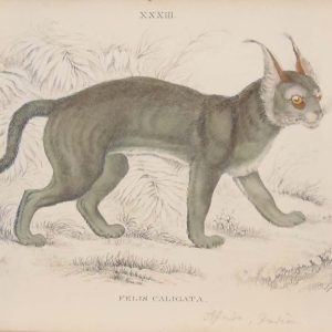 Antique print hand coloured from the 1840's after William Jardine. The print is titled Felis Caligata, the booted Lynx.