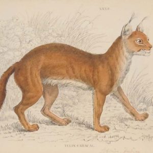Antique print hand coloured from the 1840's after William Jardine. The print is titled Felis Caracal.