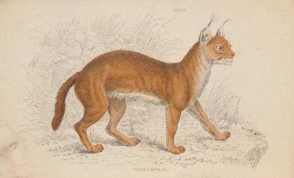 Antique print hand coloured from the 1840's after William Jardine. The print is titled Felis Caracal.