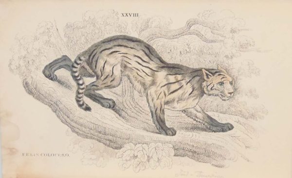 Pair of antique prints, hand coloured from the 1840's after William Jardine. They are titled, Felis Colocolo, the Pampas Cat.
