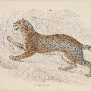 Pair of antique prints, hand coloured from the 1840's after William Jardine. They are titled, Felis Diardii The Sunda Clouded Leopard, a male and female.