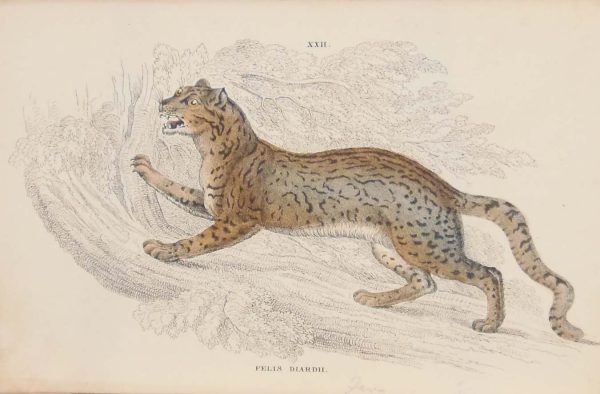 Pair of antique prints, hand coloured from the 1840's after William Jardine. They are titled, Felis Diardii The Sunda Clouded Leopard, a male and female.