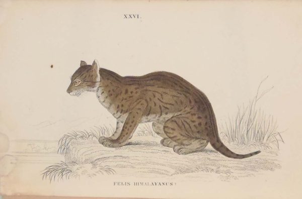 Antique print, hand coloured from the 1840's after William Jardine. It is titled, Felis Himalayanus, the Himalayan Serval.
