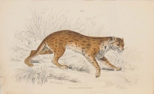 Pair of antique prints, hand coloured from the 1840's after William Jardine. They are titled, Felis Javaensis, the Sunda leopard cat.