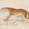 Antique print hand coloured from the 1840's after William Jardine. The print is titled Felis Jurata, the hunting leopard.