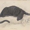 Pair of antique prints, hand coloured from the 1840's after William Jardine. They are titled, Felis Nigra, the Black Puma.