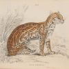Pair of antique prints, hand coloured from the 1840's after William Jardine. They are titled, Felis Pardalis, the Ocelot.