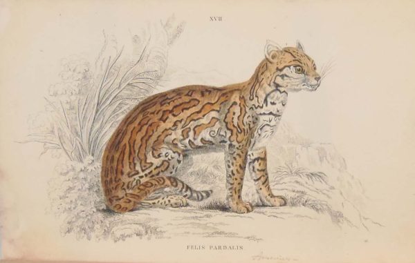 Pair of antique prints, hand coloured from the 1840's after William Jardine. They are titled, Felis Pardalis, the Ocelot.