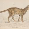 Antique print, hand coloured from the 1840's after William Jardine. It is titled, Felis Serval.