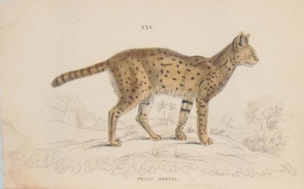 Antique print, hand coloured from the 1840's after William Jardine. It is titled, Felis Serval.