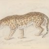 Pair of antique prints, hand coloured from the 1840's after William Jardine. They are titled, Felis Onca, the Jaguar.