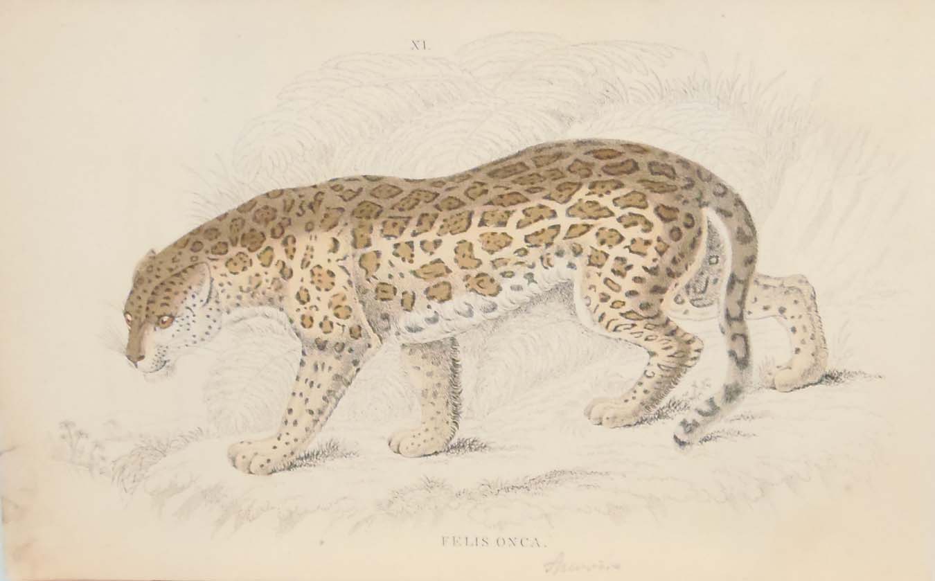 Pair of antique prints, hand coloured from the 1840's after William Jardine. They are titled, Felis Onca, the Jaguar.