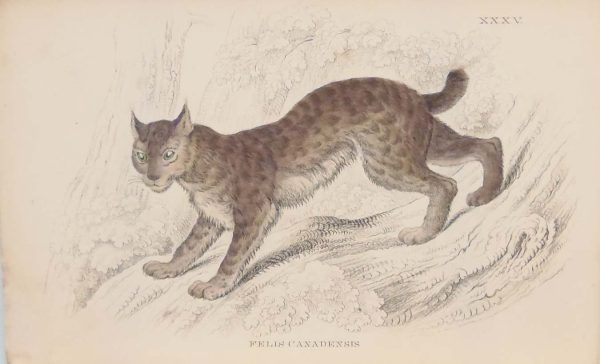 Antique prints hand coloured from the 1840's after William Jardine. The print is titled Felis Canadensis, the Canada Lynx.