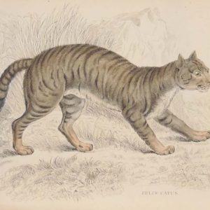 Antique print hand coloured from the 1840's after William Jardine. The print is titled Felis Catus, the domestic cat.