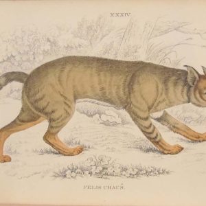Antique prints hand coloured from the 1840's after William Jardine. The print is titled Felis Chaus (Jungle Cat)