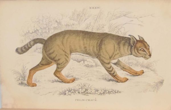 Antique prints hand coloured from the 1840's after William Jardine. The print is titled Felis Chaus (Jungle Cat)