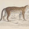 Antique print hand coloured from the 1840's after William Jardine. The print is titled Felis Leopardus, the leopardus is a group of small cats native to the Americas.