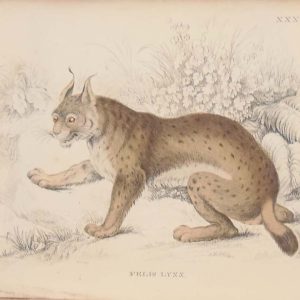 Antique print hand coloured from the 1840's after William Jardine. The print is titled Felis Lynx, the Eurasian Lynx.