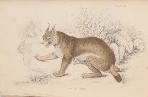 Antique print hand coloured from the 1840's after William Jardine. The print is titled Felis Lynx, the Eurasian Lynx.