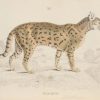 Antique print hand coloured from the 1840's after William Jardine. The print is titled Felis Mitis, the South American leopard.