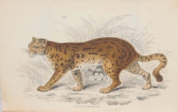 Antique print hand coloured from the 1840's after William Jardine. The print is titled Felis Sumatrana.