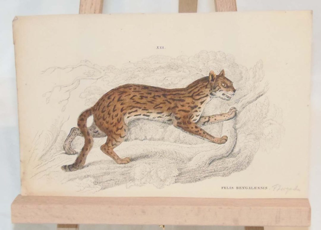 Felis Bengalensis (Leopard Cat) 1840 | Antico Gallery