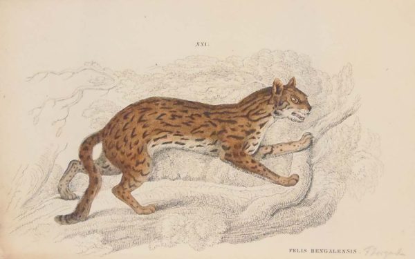 Antique print hand coloured from the 1840's after William Jardine. The print is titled Felis Bengalensis the Leopard Cat.