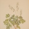 Vintage botanical print from 1925 by Mary Vaux Walcott titled Dutchman's Breeches, stamped with initials and dated bottom left.