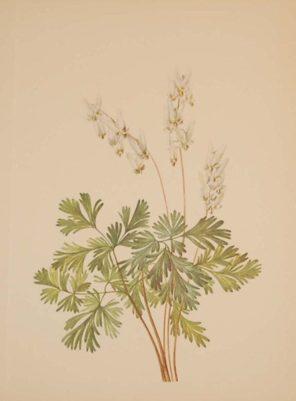 Vintage botanical print from 1925 by Mary Vaux Walcott titled Dutchman's Breeches, stamped with initials and dated bottom left.