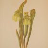 Vintage botanical print from 1925 by Mary Vaux Walcott titled Hooded Pitcher Plant, stamped with initials and dated bottom left.