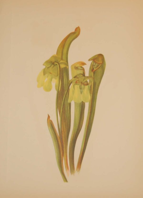 Vintage botanical print from 1925 by Mary Vaux Walcott titled Hooded Pitcher Plant, stamped with initials and dated bottom left.