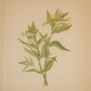 Vintage botanical print from 1925 by Mary Vaux Walcott titled Yellow Willow Weed, stamped with initials and dated bottom left.