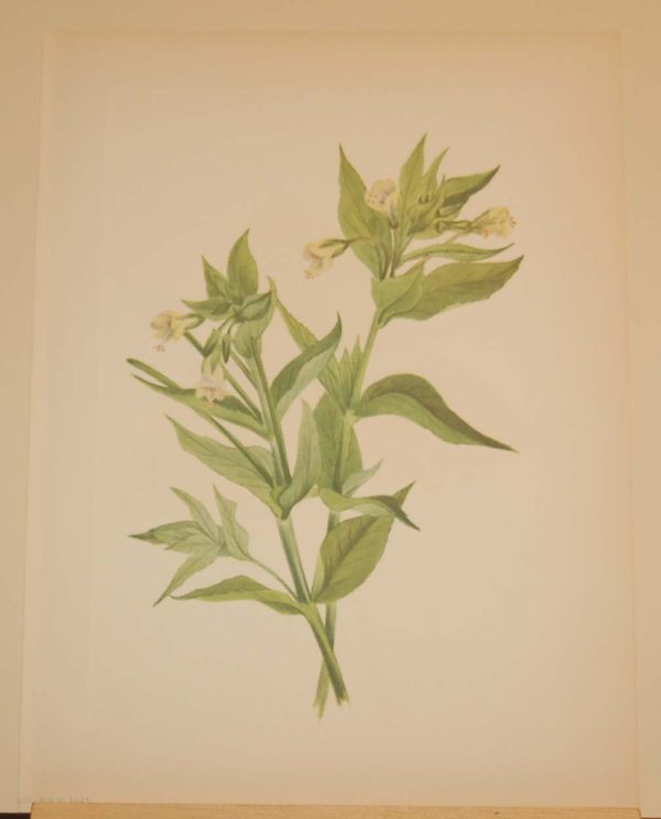 Vintage botanical print from 1925 by Mary Vaux Walcott titled Yellow Willow Weed, stamped with initials and dated bottom left.