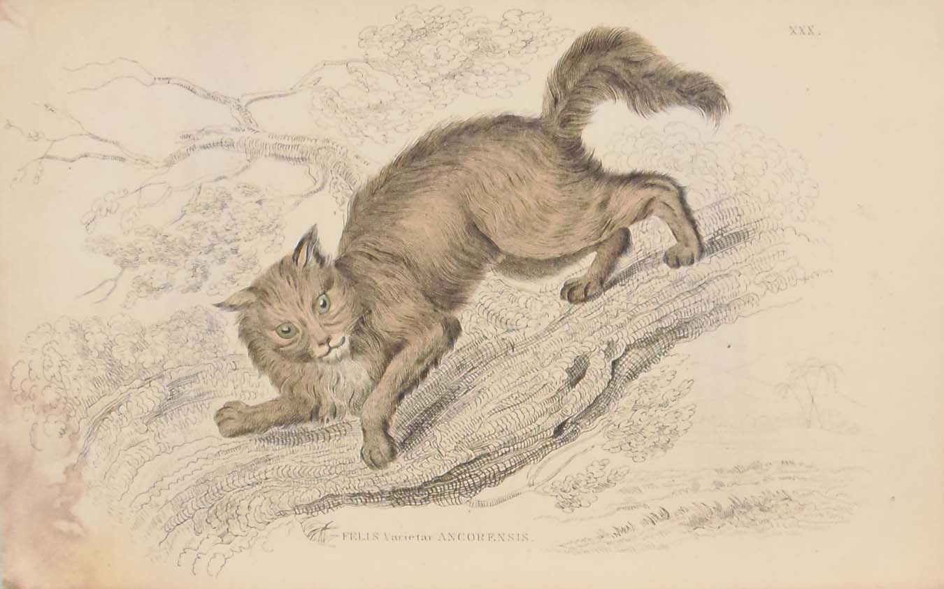 Pair of antique print, hand coloured from the 1840's after William Jardine. It is titled, Felis Ancorensis.