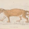 Pair of antique prints, hand coloured from the 1840's after William Jardine. They are titled, Felis Concolor, the Cougar.